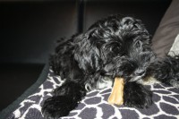 /album/fotogalerie-stenata-puppies1/img-1216-jpg1/