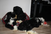 /album/fotogalerie-stenata-puppies1/img-1215-jpg/