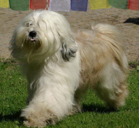 DHONDUP Kipu Khyim